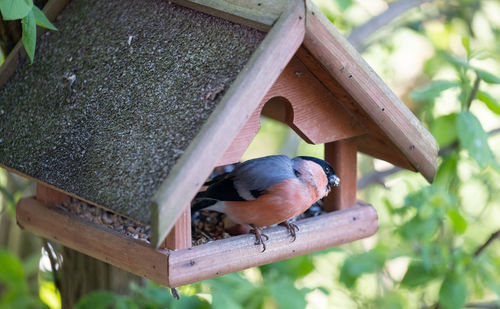 Bullfinch sits in a bird house and feeds on sunflower seeds