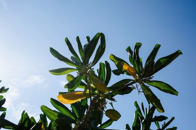 Low angle view of tree against clear sky