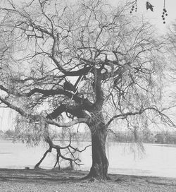 Bare trees in water