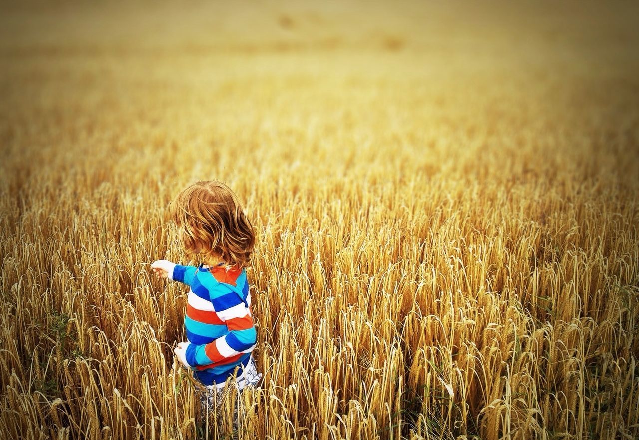 grass, field, multi colored, tranquility, focus on foreground, outdoors, nature, blue, day, close-up, yellow, tranquil scene, straw, colorful, no people, agriculture, beauty in nature, rural scene, landscape, cereal plant