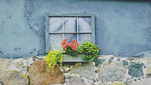 Potted plant against wall of building