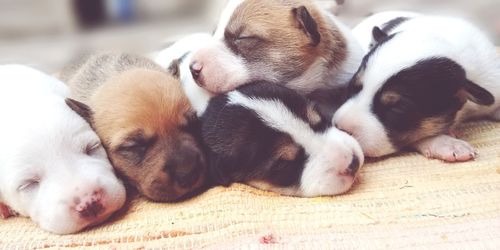 Close-up of puppy sleeping