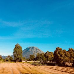 Scenic view of field against blue sky