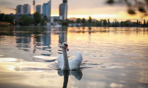 Swan swimming on lake against city during sunset