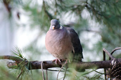Close-up of bird perching on branch