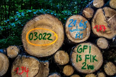 Close-up of text on wood in forest