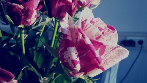 Close-up of flowers