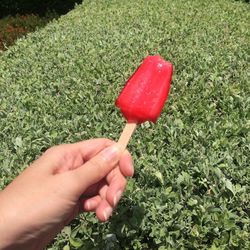 Person holding grass in park