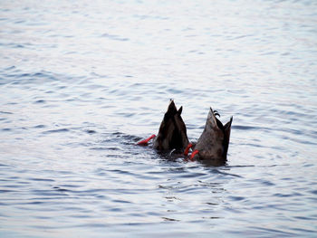 Ducks swimming on lake