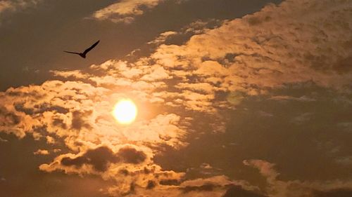 Low angle view of bird flying in sky