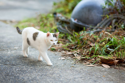 Cat standing in a field