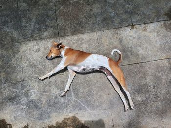 High angle view of dog relaxing outdoors