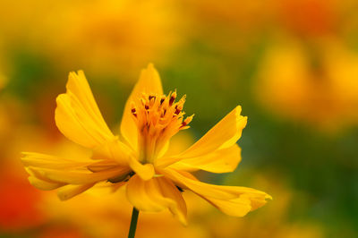 Close-up of yellow flowering plant