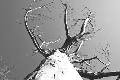 Low angle view of bare tree against clear sky