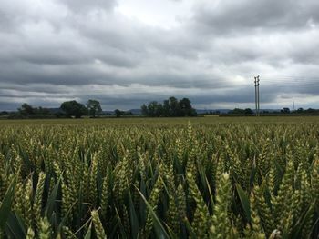 Scenic view of field against cloudy sky