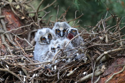 A long eared owl nest