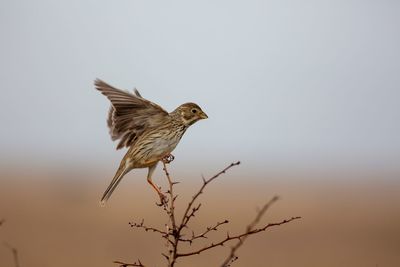 Close-up of bird perching on spiked plant