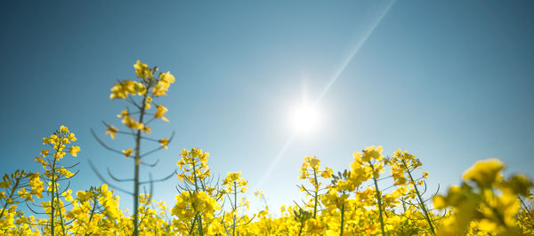 Sun shining through trees