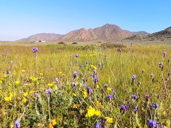 Purple flowering plants on field against sky