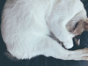 Close-up of dog sleeping