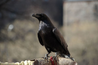 Close-up of bird perching on rock