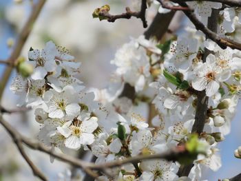 Close-up of white cherry blossom tree