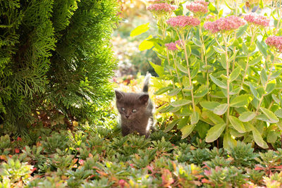 Cat standing amidst plants