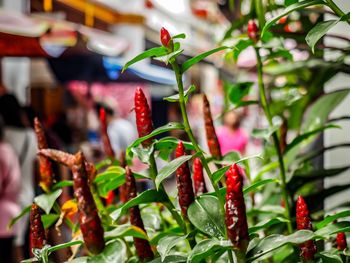 Close-up of red chili peppers for sale