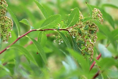 Close-up of wet plant