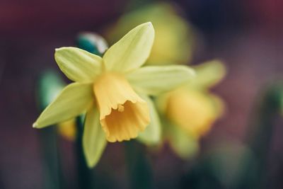 Close-up of yellow flowering plant