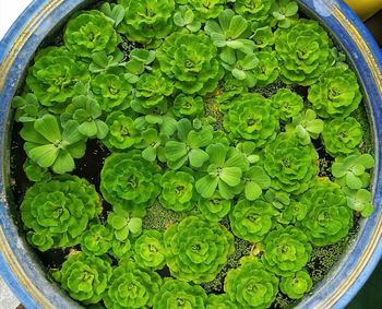 High angle view of potted plant leaves in bowl