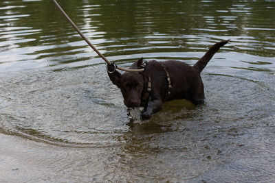 Black dog in lake