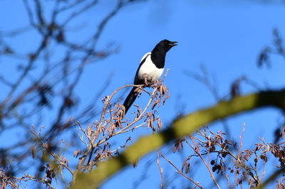 Low angle view of bird perching on branch