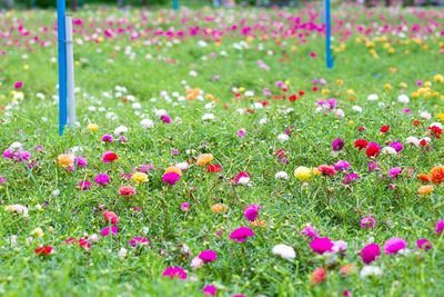 Pink flowering plants on field