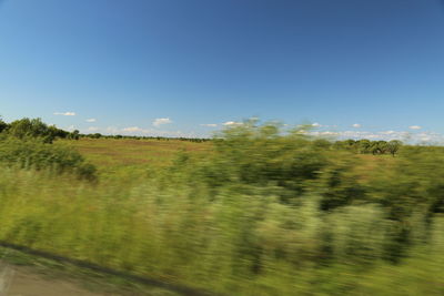 Trees on field against sky