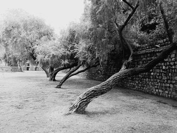 Panoramic shot of trees on field