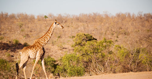 Side view of giraffe on landscape