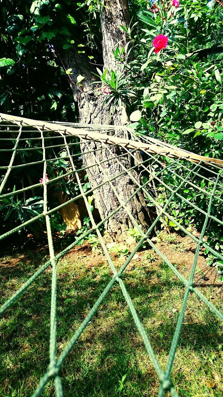 growth, plant, tree, fence, metal, green color, nature, protection, chainlink fence, day, outdoors, safety, leaf, grass, no people, sunlight, park - man made space, tranquility, railing, metallic