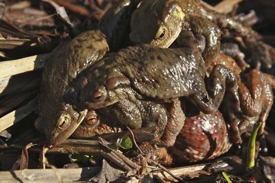 High angle view of frogs on field