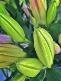 Close-up of flowers