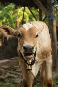 Portrait of beef calf looking to camera and seems talking 