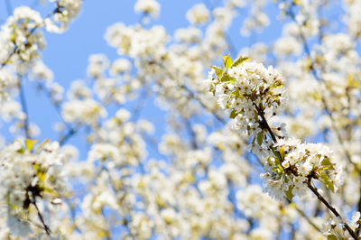 Close-up of yellow flowers against blue sky