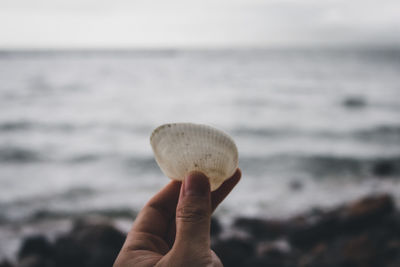 Cropped image of hand holding shell against sea