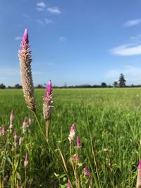 Close-up of pink flowers on field against sky