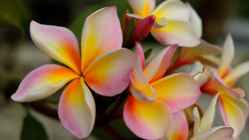 Close-up of frangipani flowers