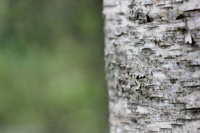 Close-up of tree trunk