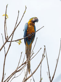 Low angle view of bird perching on branch