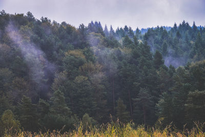 Trees in forest against sky