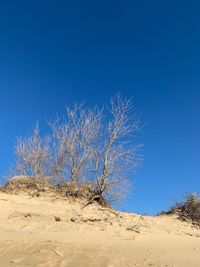 Firework display on desert against clear blue sky