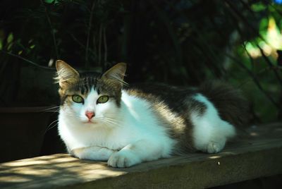 Portrait of cat sitting outdoors